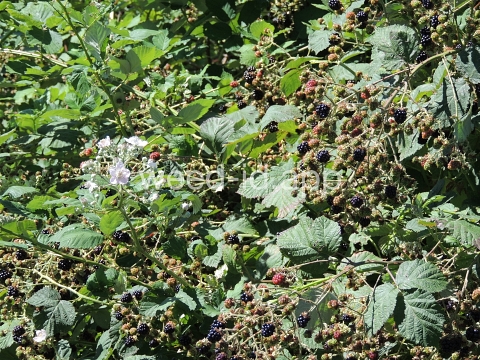 blackberry, Himalaya
